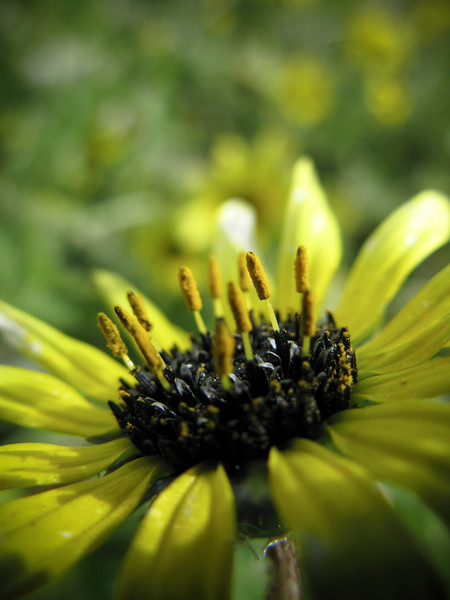 IMAGE: http://al-and-maggie.smugmug.com/photos/381152831_6vp7Y-L-1.jpg