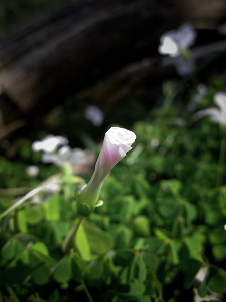 IMAGE: http://al-and-maggie.smugmug.com/photos/381182388_S6iCA-L-1.jpg