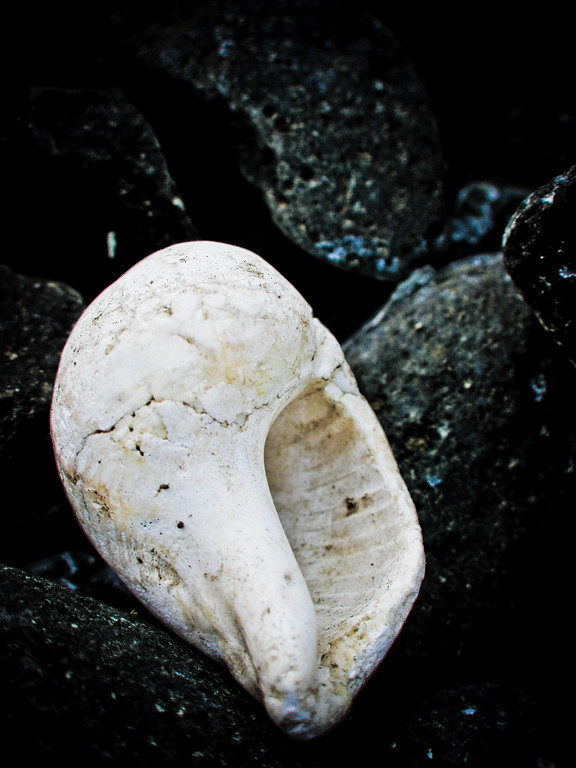 IMAGE: http://al-and-maggie.smugmug.com/photos/405882583_oDTYw-XL-1.jpg