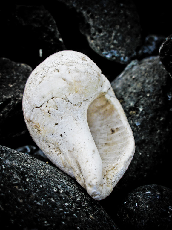 IMAGE: http://al-and-maggie.smugmug.com/photos/405883624_peptn-XL.jpg