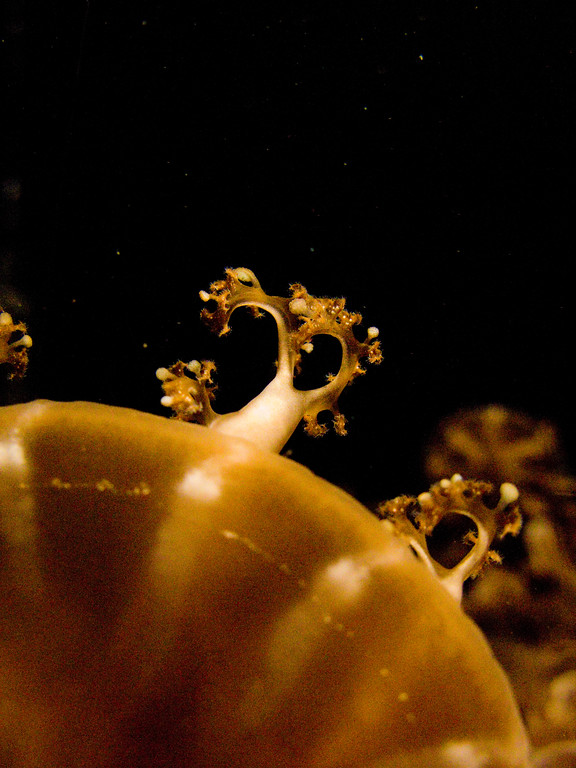 IMAGE: http://al-and-maggie.smugmug.com/photos/418014439_6UGUb-XL.jpg